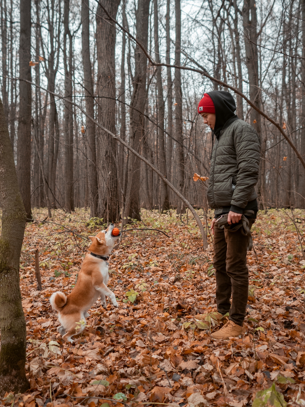 Можно гулять с собакой без поводка. Прогулка с собакой в лесу. Парки Екатеринбурга для прогулок с собакой. Парк гулять с собакой в Челябинске. Парки для собак в Казани.