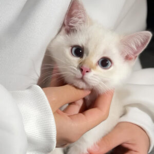 36 Выставка-пристрой кошек «Дорога домой»