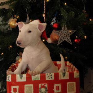 23 Лекция «Как помочь питомцу провести