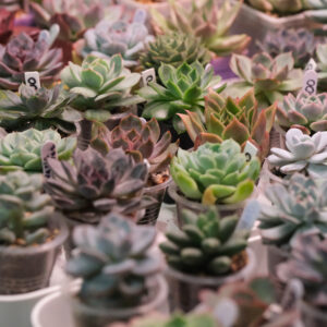 34 Новогодний фестиваль Green Market